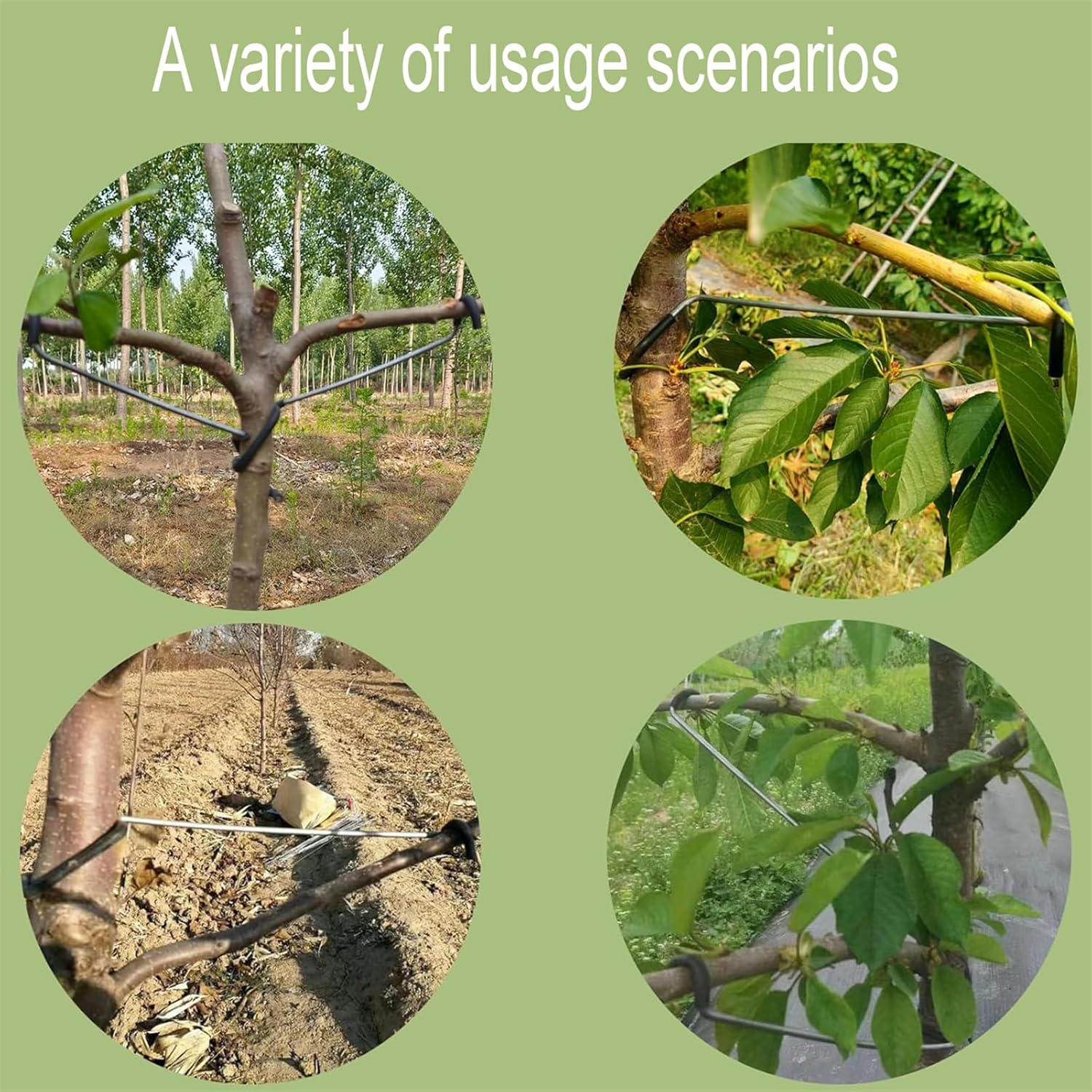 Adjustable Fruit Tree Branch S - Us Bonsai Garden review and price