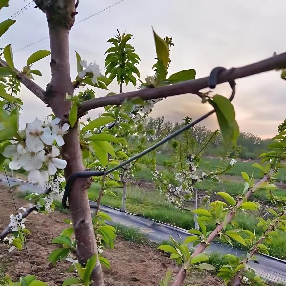 Adjustable Fruit Tree Branch S - Us Bonsai Garden review and price