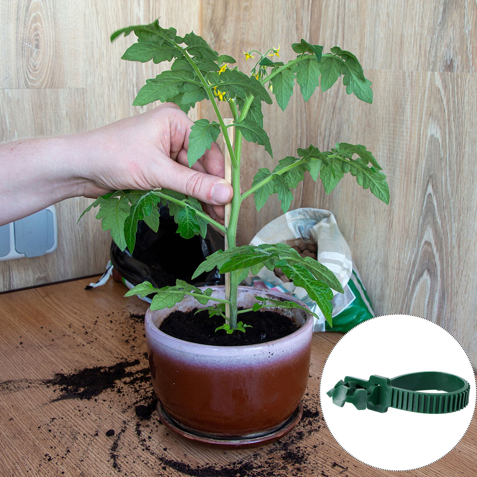 20Pcs Vine Fixing Buckle Garde - Us Bonsai Garden review and price